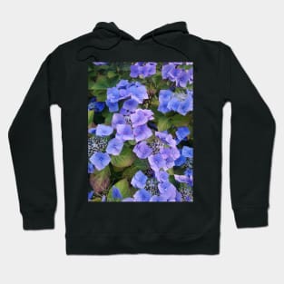 Blue hydrangea blooming Hoodie